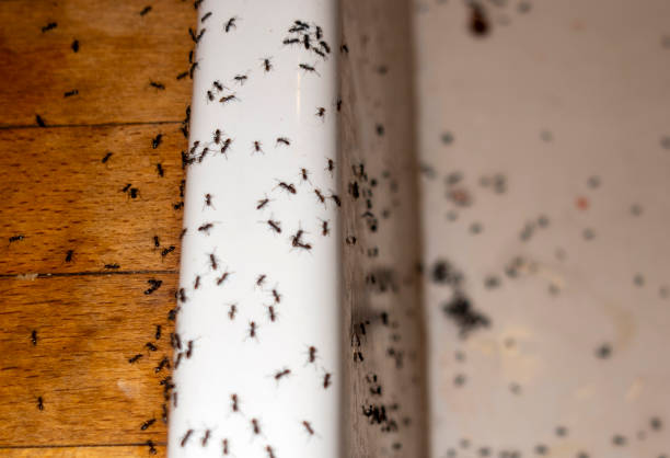 Best Flea Control Services  in Staic, CA